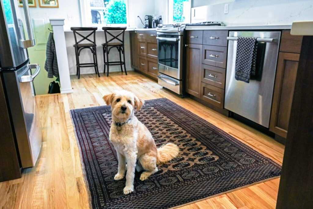 Dog sitting on rug in modern kitchen interior